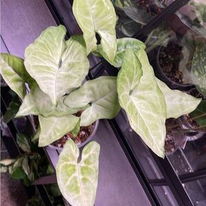 White butterfly Sungonium